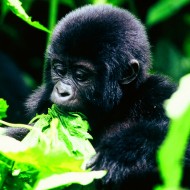 Sanctuary Gorilla Forest Camp Baby Gorilla, Uganda