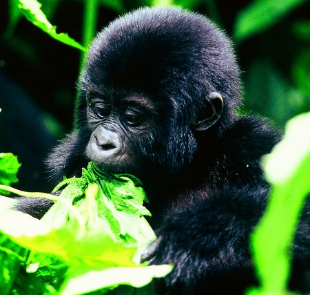 Sanctuary Gorilla Forest Camp Baby Gorilla, Uganda