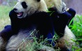 Pandas