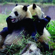 Pandas