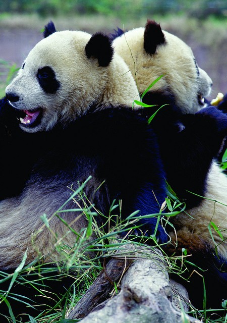 Pandas