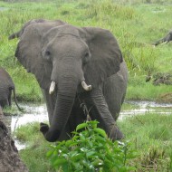 Elephant
