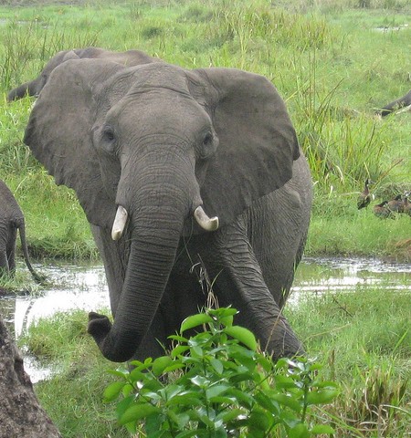 Elephant