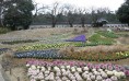 Blossom Field