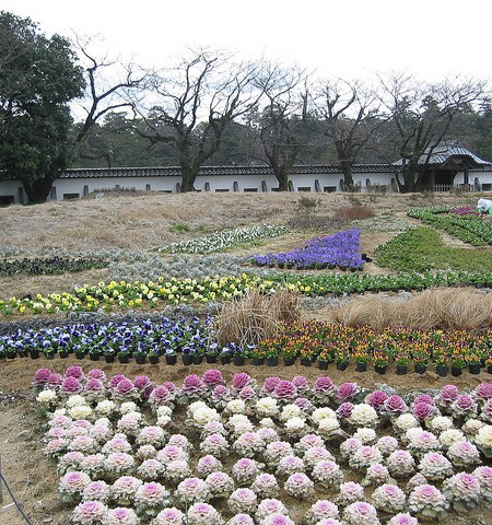 Blossom Field