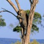 zim-zambia