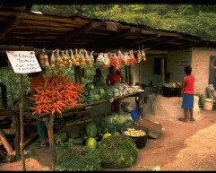 The-Cuisine-of-Honduras
