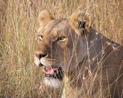 Kalahari-Desert-Lioness