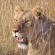 Kalahari-Desert-Lioness