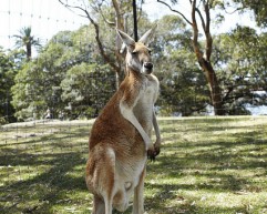 Kangaroo-Island