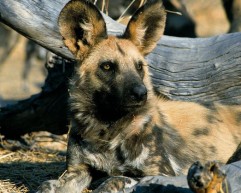 5-Odd-Animals-in-Africa