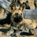 5-Odd-Animals-in-Africa