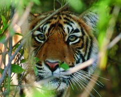 Learning-about-India-with-Destination-Specialist-Colin-Rose