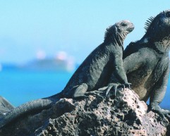 Galapagos Iguanas