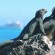 Galapagos Iguanas