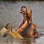 Hippo Sabi Sabi