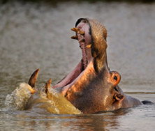 Hippo Sabi Sabi